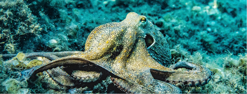 Ein Oktopus hat drei Herzen