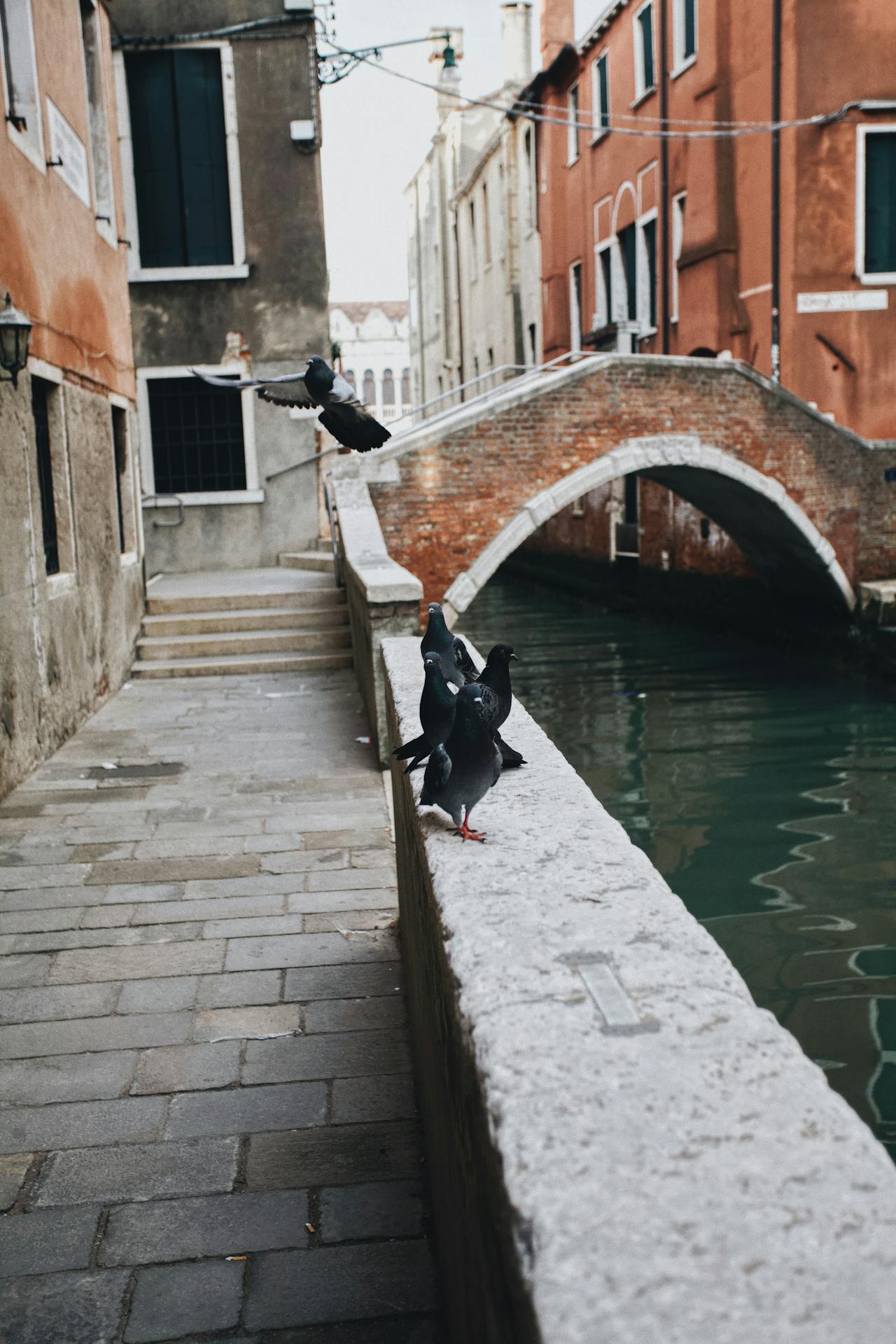In Venedig gibt es mehr Tauben als Einwohner