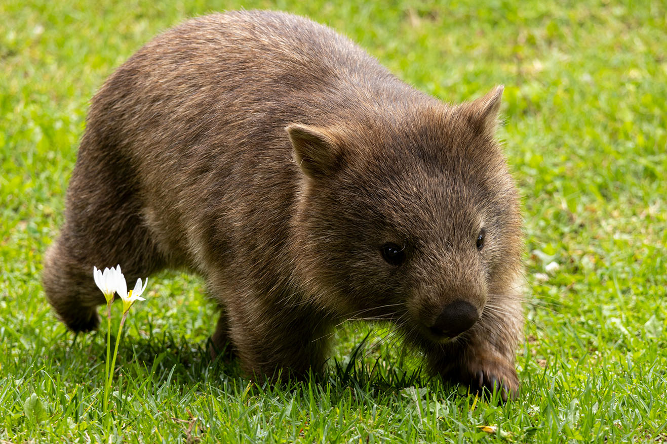 Wombats produzieren Kot in Würfeln